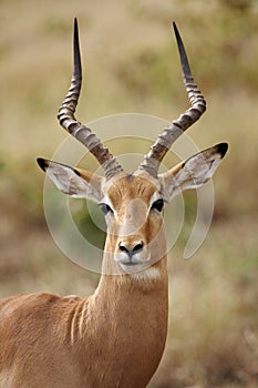 Impala Ram photo