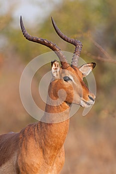 Impala ram