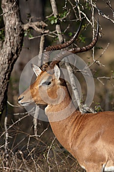 Impala Ram