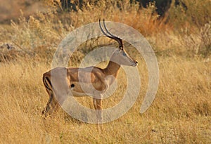 Impala ram