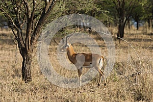 Impala ram alert