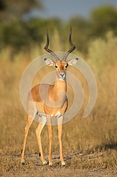 Impala Ram, Botswana