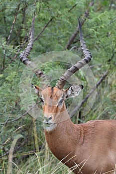 Impala Ram