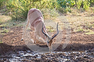 Impala ram down on his knees drinking water at sunset