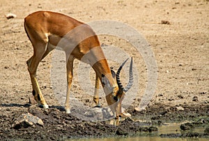 Impala ram drinking water