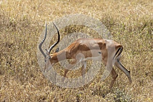Impala ram feeding