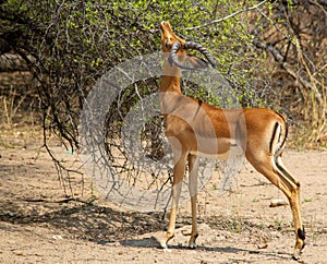 Impala ram foraging on a thorn bush