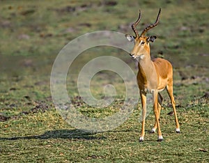 Impala ram in Kenya Africa