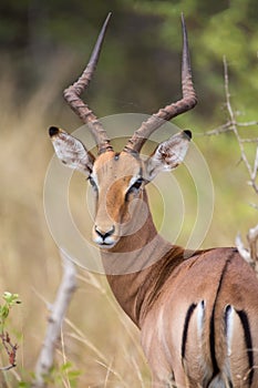 Impala ram looking back over his shoulder for possible danger