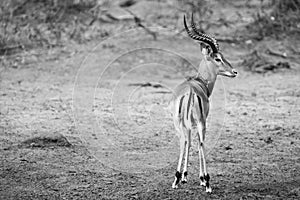 Impala ram looking for a possible danger artistic conversion