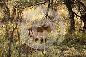 Impala ram