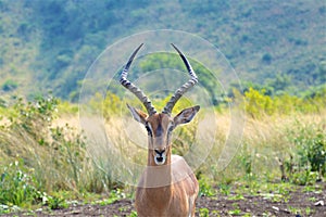 Impala Ram