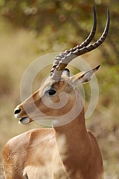 Impala ram in profile