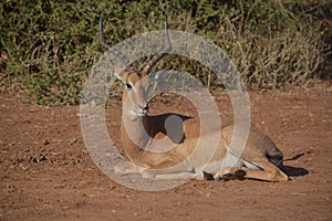 An Impala ram restating on the dry warm ground in the Kruger,National,Park South,Africa. photo