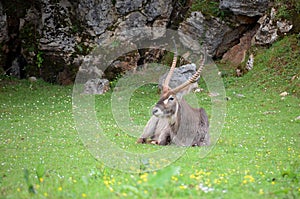 Impala ram sitting on grass