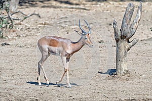 Impala ram walking past a dead tree stump