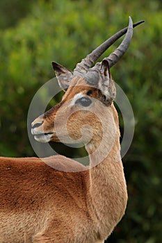 Impala Ram Young