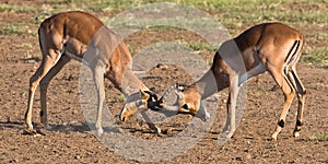 Impala rams fighting