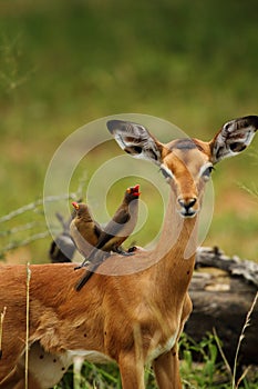 Impala and Red Billed Ox Peckers