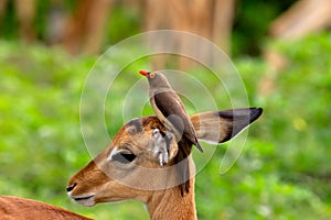 Impala and redbilled oxpecker