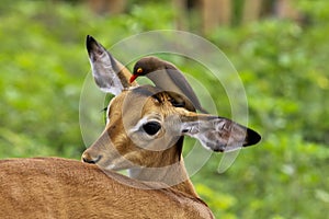 Impala and redbilled oxpecker photo