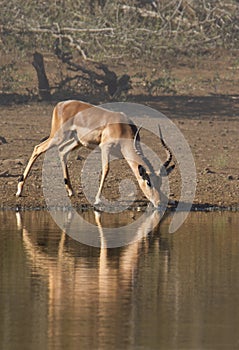 Impala Reflection