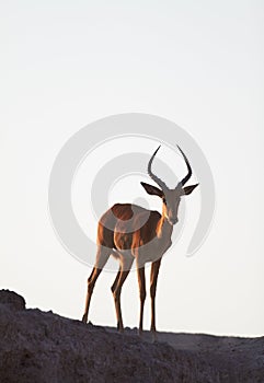 Impala on ridge