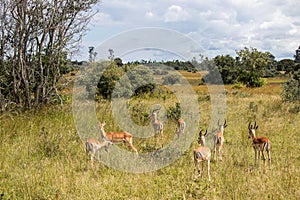 The impala or rooibok (Aepyceros melampus), medium-sized antelope resting in savannah grass, in Imire Rhino & Wildlife Conservancy