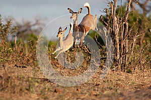 Impala running