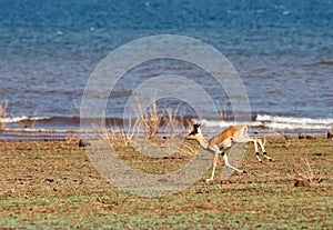 Impala running along the shoreline of Lake Kariba