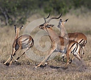 Impala running - Botswana photo