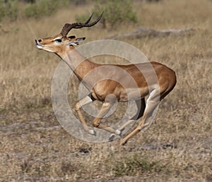 Impala running _ Botswana photo