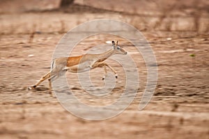 Impala running in Mana Pools National Park photo