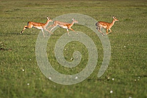 Impala running in Masai Mara