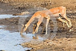 Impala's drinking water