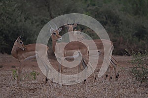 Impala\'s on high alert grazing.