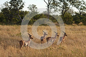 Impala in Sabi Sand, South Africa