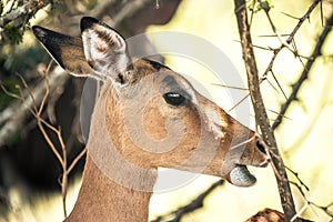 An impala during a safari in the Hluhluwe - imfolozi National Park in South africa