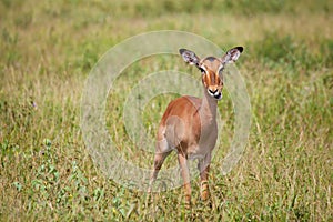 Impala in savanna