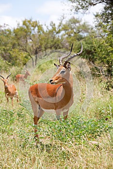 Impala in savanna