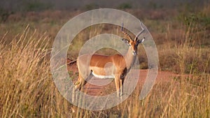 Impala at the savanna of Waterberg photo