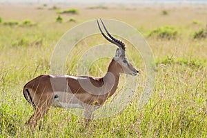 Impala in the Savannah