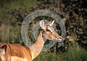 An Impala in the savannah grass of the Bwabwata Nationalpark at Namibia