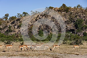 Impala in the Savuti region of Botswana