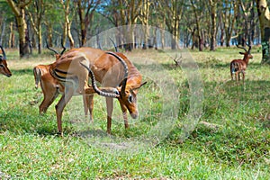 Impala scratches its head by hoof