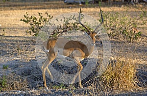 Impala, Selous game reserve, Tanzanie photo