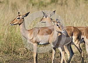 Impala South Africa photo