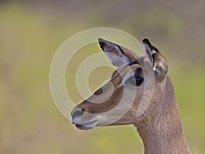 Impala, South Africa photo