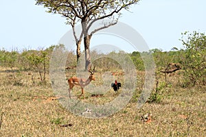 Impala and Southern Ground Hornbill Bucorvus leadbeateri, Kruger National Park, South Africa