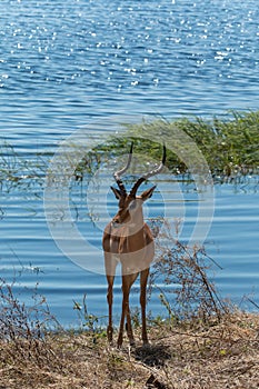 Impala standing on Chobe riverfront Botswana Africa